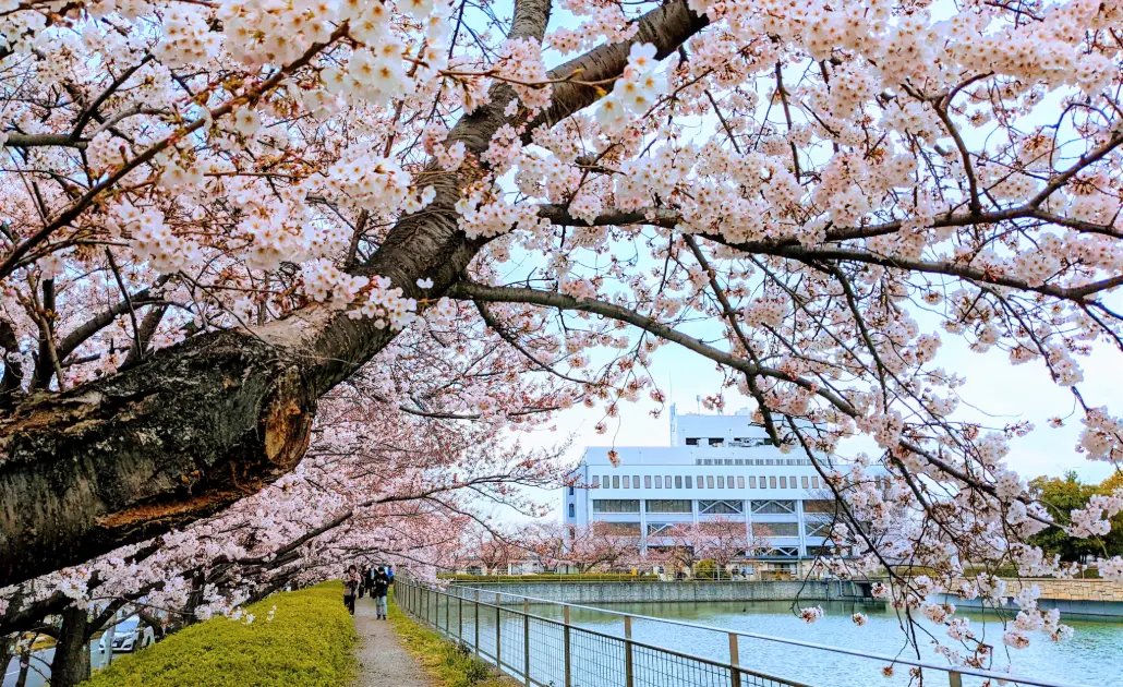 🕊️ 특공비 공원 (톳코히 코엔) 이미지 11